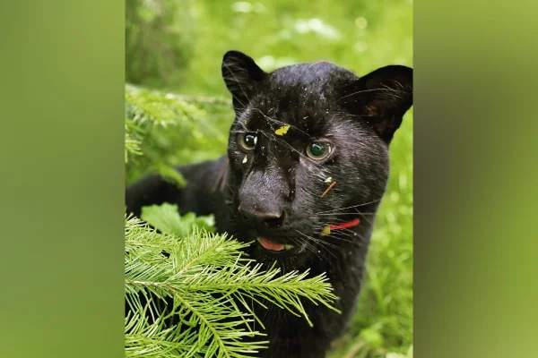 Luna pantera