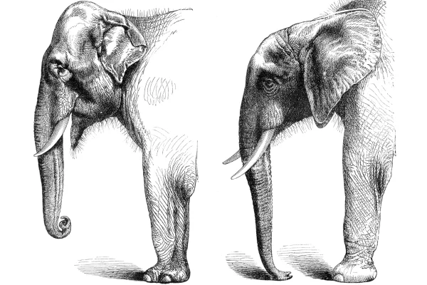 Ilustração em preto e branco mostra diferença entre a cabeça de elefantes africanos e indianos - Metrópoles