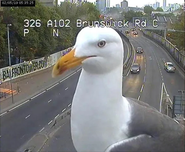 Em Londres, gaivotas interferem nas imagens de câmera de trânsito