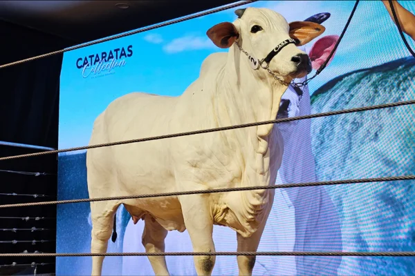 Vaca Donna