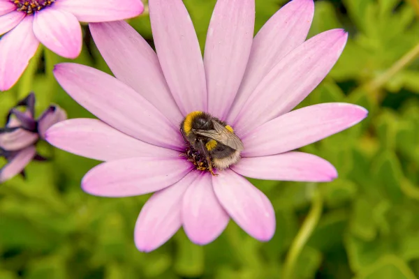 Imagem colorida mostra abelha dormindo em flor rosa - Metrópoles