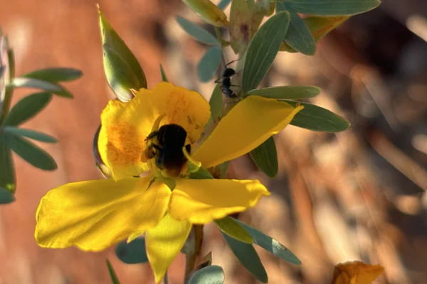 oto colorida de flor amarela, com uma formiga na ponta da pétala - Metrópoles.