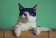 No dia 17 de fevereiro, é comemorado o Dia Mundial do Gato No dia 17 de fevereiro, é comemorado o Dia Mundial do Gato