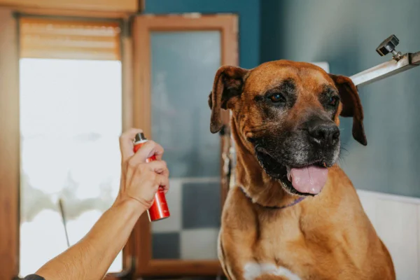 Imagem colorida de pessoa produto em cachorro grande
