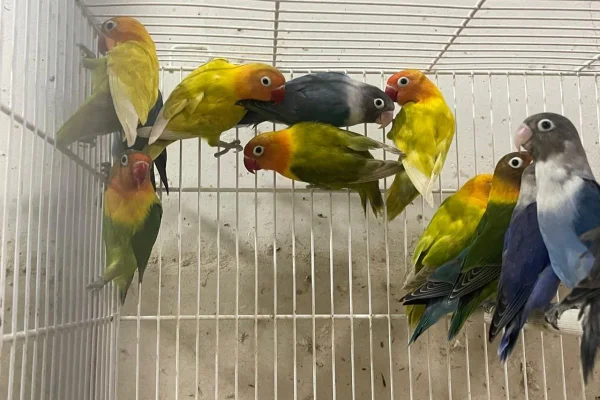 Comerciante de Presidente Prudente foi multado por colocar à venda 87 aves exóticas - Metrópoles