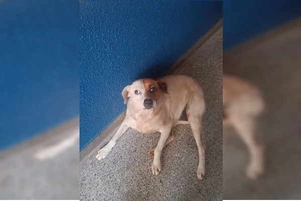 Vídeo emocionante: cadela reencontra dona após morar meses em quartel