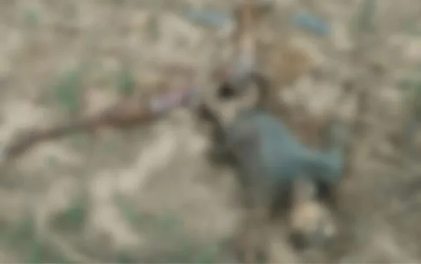 imagem colorida corpo encontrado decomposicao goias