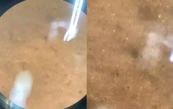 Estudo revela glitter e até microplásticos em mariscos de SC
