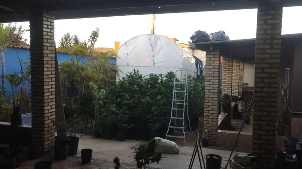 Produtor de maconha do DF tinha cardápio com mais de 40 tipos da droga