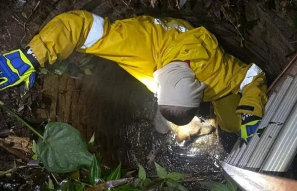 Imagem colorida de resgate de cachorro em SC - Metrópoles