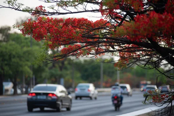 árvores com carros passando ao fundo