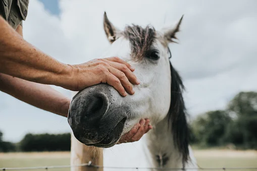 Como sabemos as emoções que os animais estão sentindo?