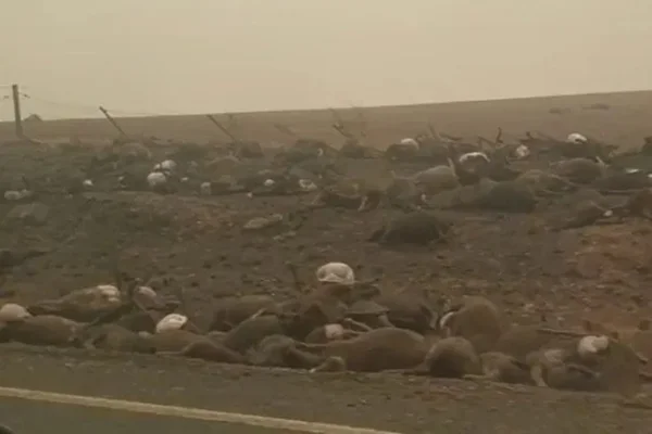 Vídeo. Corpos de animais se acumulam em rodovias na Austrália
