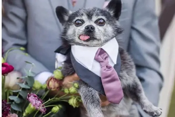 cachorro idoso vestido como padrinho de casamento de gravata roxa - metrópoles