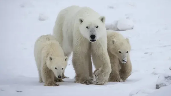 Urso polar adota filhote