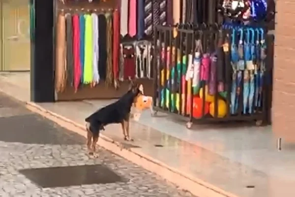 Cachorro “furta” brinquedo, mas se arrepende e o devolve à loja