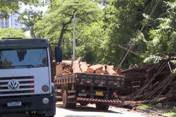 Imagem colorida de caminhões da subprefeitura trabalhando na remoção da árvore - Metrópoles