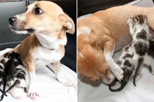 Cachorra que adotou filhotes de gato