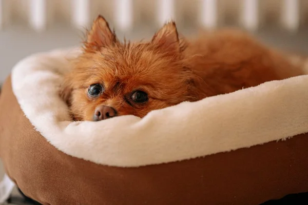 Cães no banheiro
