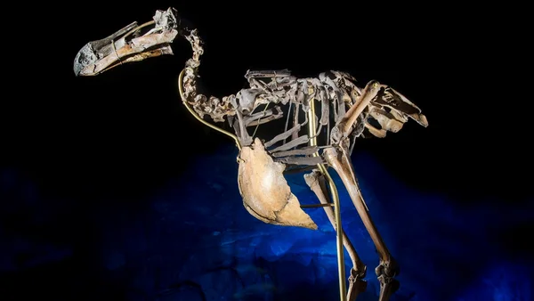 Com 300 anos de extinção, ave histórica pode ser recriada pela ciência