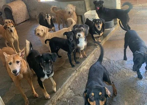 Mais de 50 cachorros ficam abandonados após donos morrerem de Covid-19