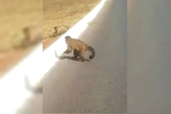Família de macacos prego é flagrada na EPGU