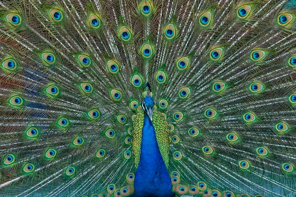 Imagem mostra pavão macho com o rabo aberto e colorido - Metrópoles