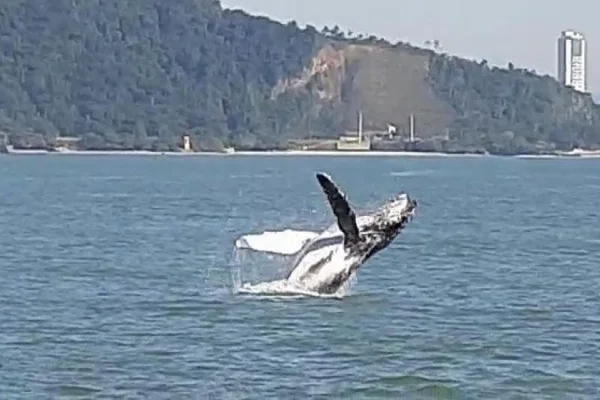 Vídeo: balé de baleia jubarte surpreende em Santa Catarina