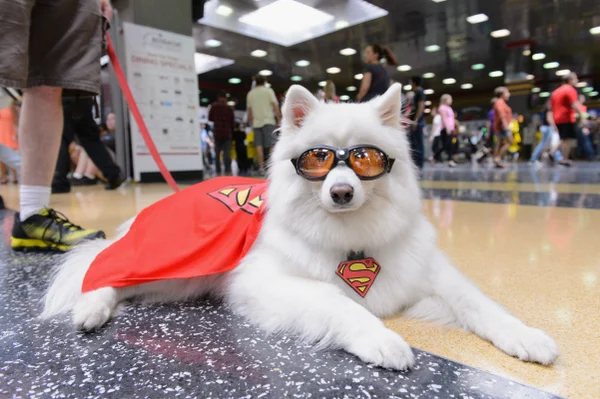 Foto colorida de um cachorro usando capa - Metrópoles