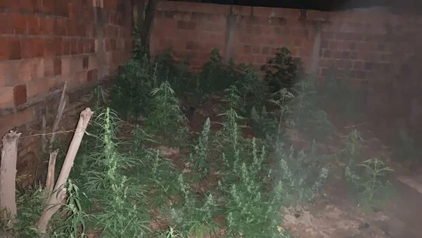 MS: polícia prende casal que cultivava 52 mudas de maconha em casa