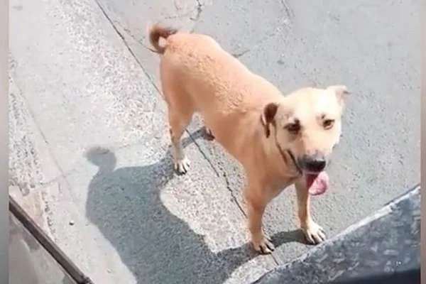 Vídeo. Motorista adota cachorro de rua que tentou embarcar em ônibus