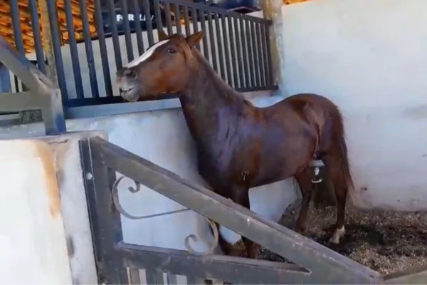 Ao menos 13 cavalos morreram em Itu e 29 em Indaiatuba. O Ministério da Agricultura proibiu a venda da ração e está investigando o caso - Metrópoles