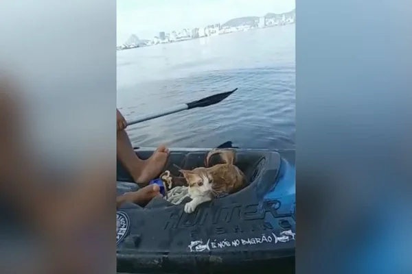 Gato resgatado na Ponte Rio-Niterói