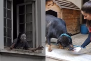 A Mulher da Casa Abandonada (Reprodução/Montagem Metrópoles) A Mulher da Casa Abandonada (Reprodução/Montagem Metrópoles)