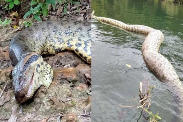 Imagem colorida da sucuri Ana Júlia morta