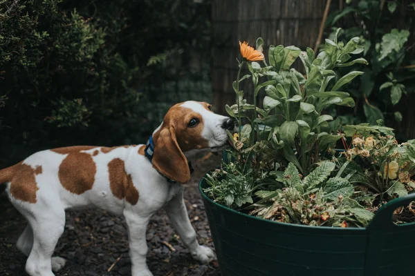 Cachorro raça Beagle cheirando flores