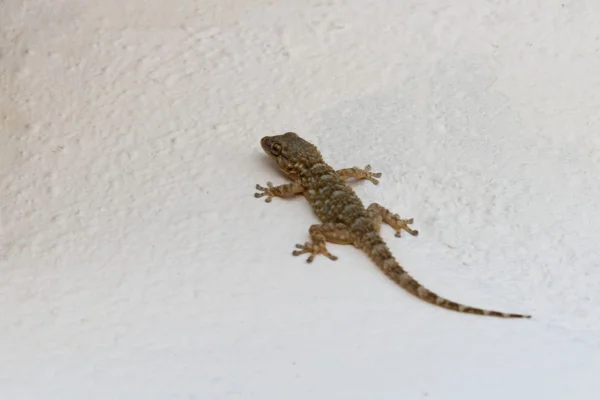 foto colorida de lagartixas na parede