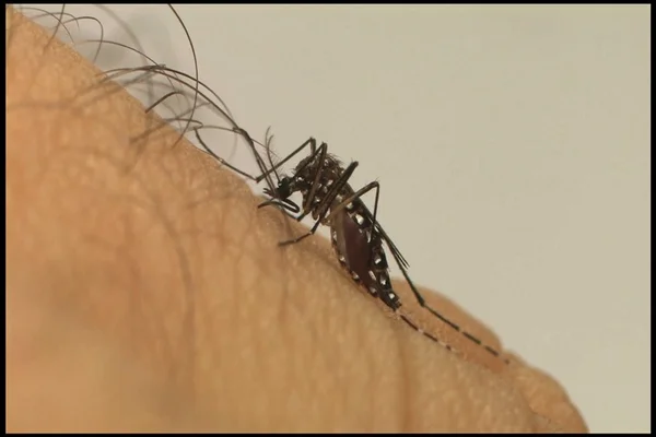 Foto mostra mosquito aedes aegypti, transmissor da dengue