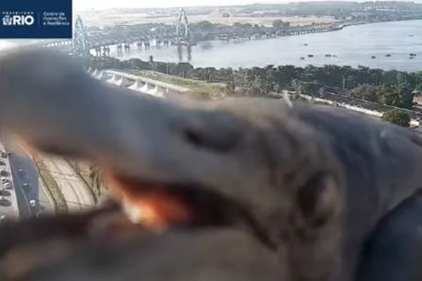 Imagem colorida mostra urubu tentando comer câmera no RJ - Metrópoles