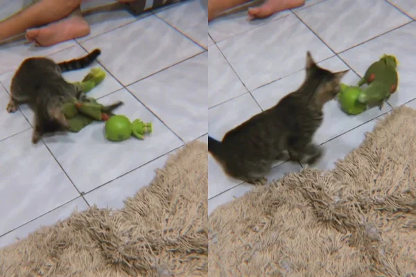 Papagaio e gato protagonizam queda de braço em disputa por brinquedo