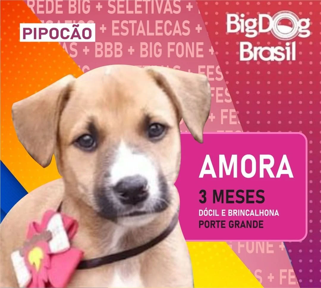 Esse é o segundo paredão do BDB promovido pela prefeitura de Pinhais Esse é o segundo paredão do BDB promovido pela prefeitura de Pinhais