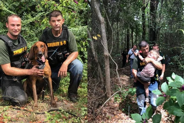 Cão de caça salva criança autista desaparecida na floresta. Vídeo