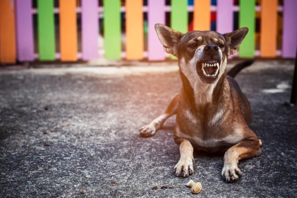 Seu cachorro está estressado? Veja como fazer ele relaxar