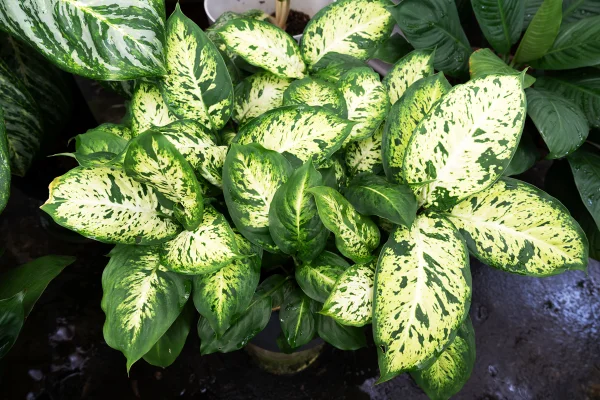 Foto colorida de uma planta - Metrópoles