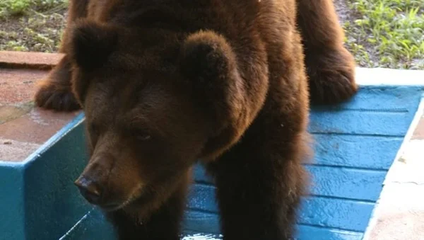 Urso-pardo Robinho, que é alvo de disputa judicial em Goiânia