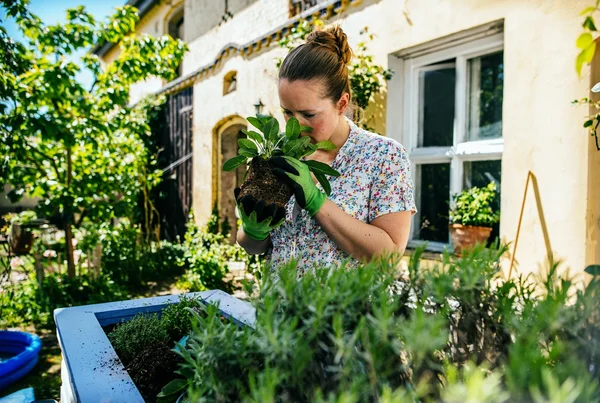Como aliviar a rinite? Veja 7 plantas que podem ajudar