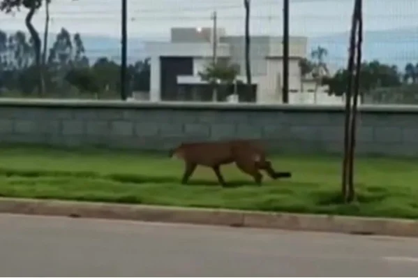goias onça parda condomínio