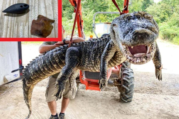 EUA: crocodilo de 5 metros tinha dois objetos históricos na barriga