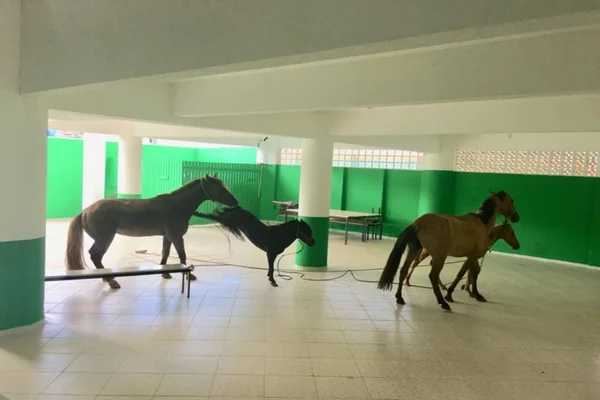 Cavalos invadem escola em Camboriú e assustam professores