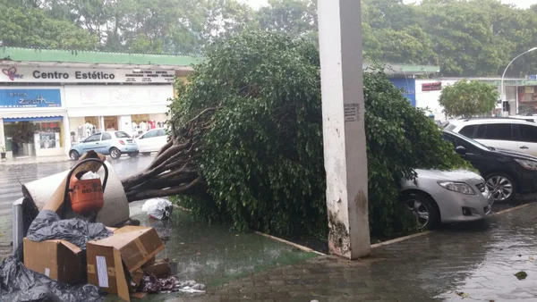 Após forte chuva, DF registra quedas de árvores e alagamentos